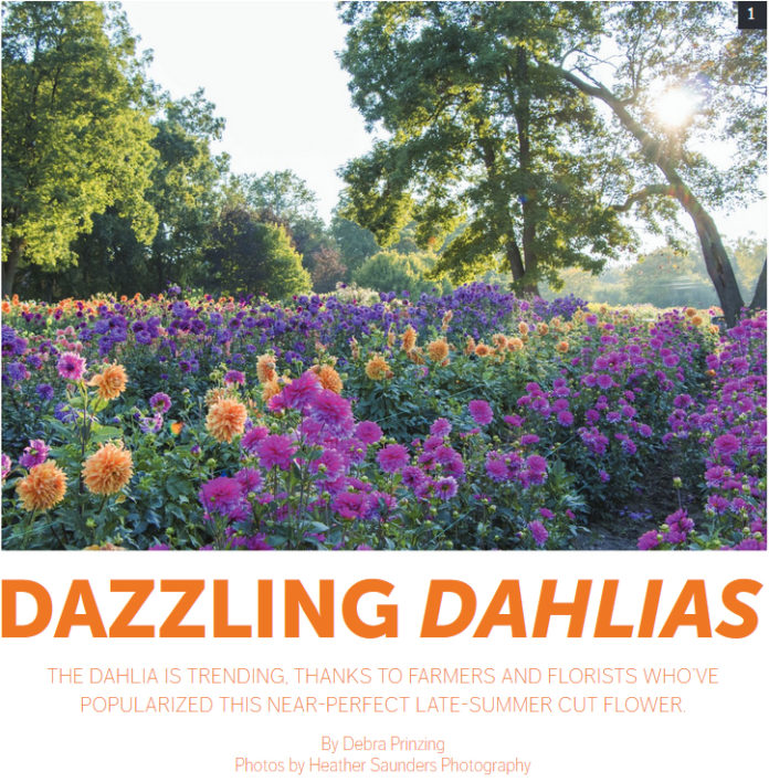 Dazzling Dahlias cover Dazzling Dahlias