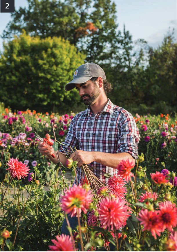 Dazzling Dahlias