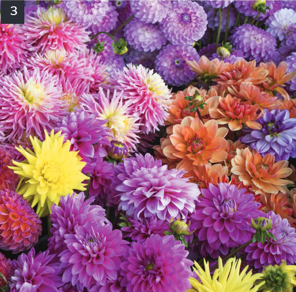 Dazzling Dahlias