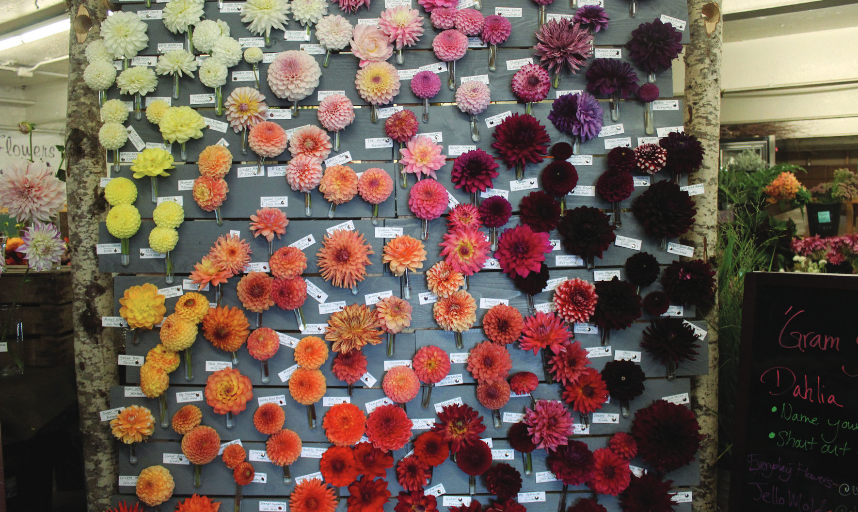 Dazzling Dahlias