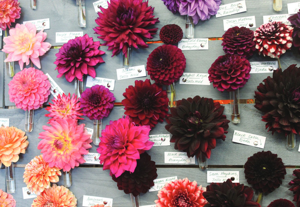Dazzling Dahlias