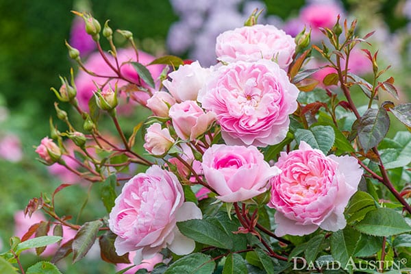 from-david-austin-roses-literary-collection-blooms-with-two-new