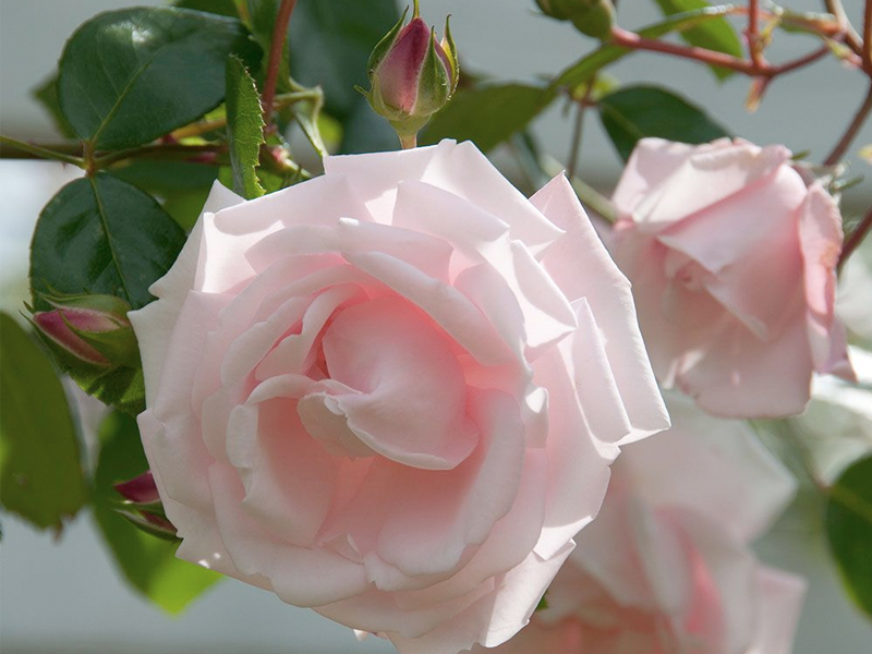 New Dawn rose has a sweet, fruity fragrance Super Floral